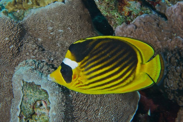 Diagonal butterflyfish