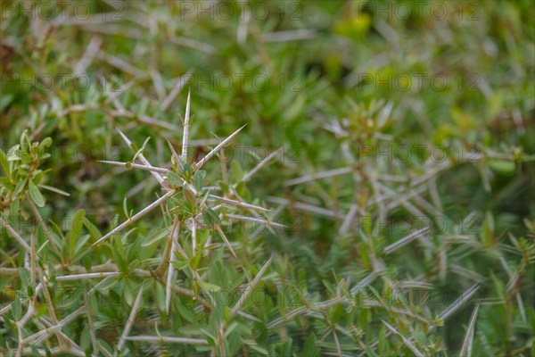 South African Acacia