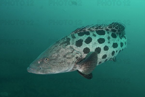 Potato grouper