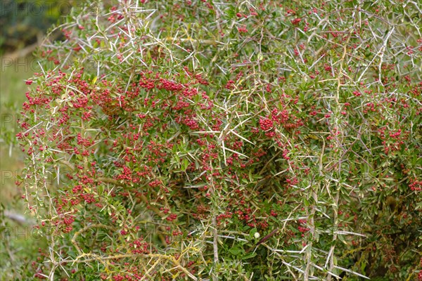 South African Acacia