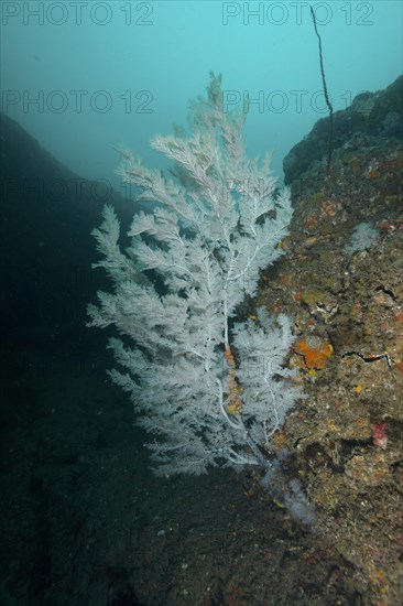 Christmas tree coral