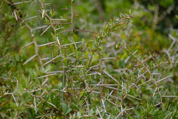 South African Acacia