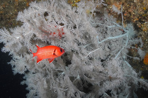 White fringed soldierfish