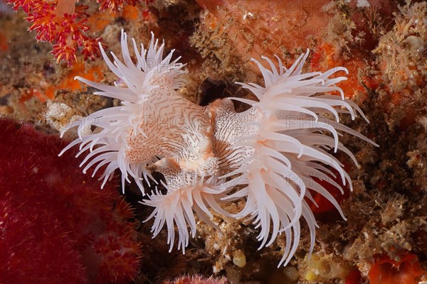 Tiger anemone