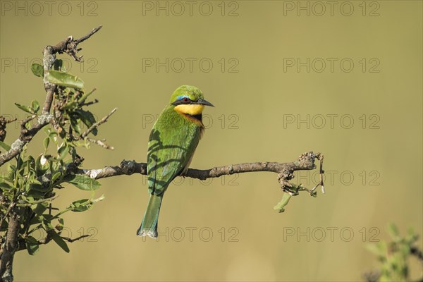 Little bee-eater