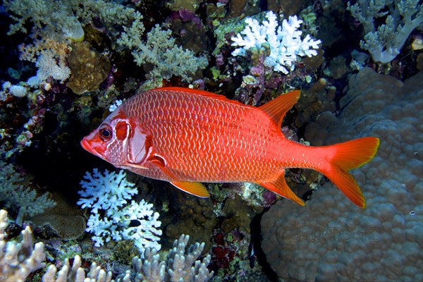 Sabre squirrelfish