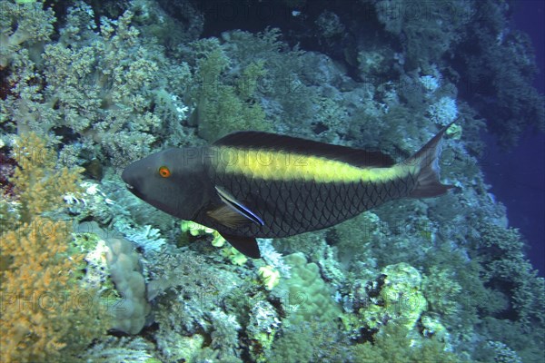 Bicolour parrotfish