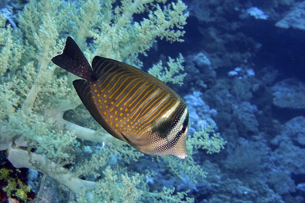 Indian desjardin's sailfin tang