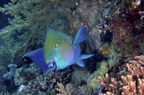 Rusty parrotfish