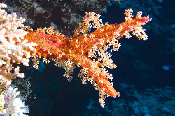 Hemprichs tree coral