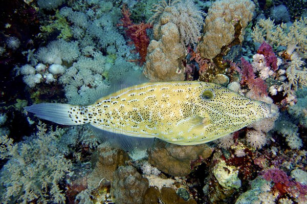 Scrawled filefish