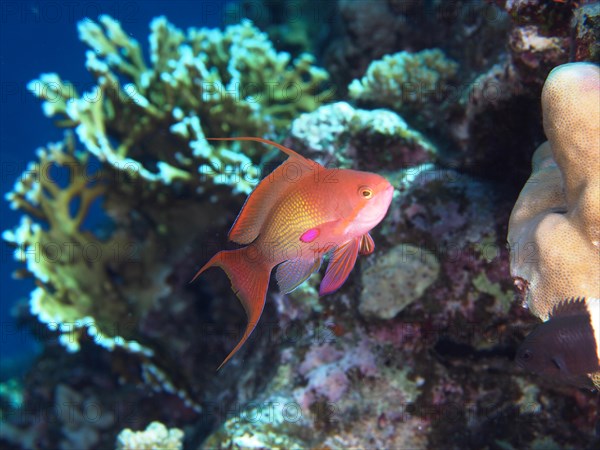 Male of sea goldie