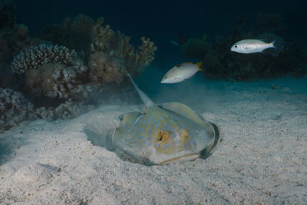 Bluespotted ribbontail ray