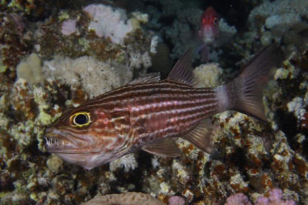 Largetoothed cardinalfish