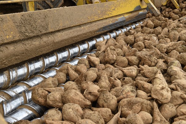 Beet cleaning loader picks up