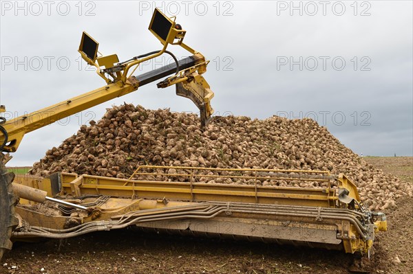 Beet cleaning loader picks up