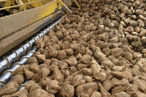 Beet cleaning loader picks up