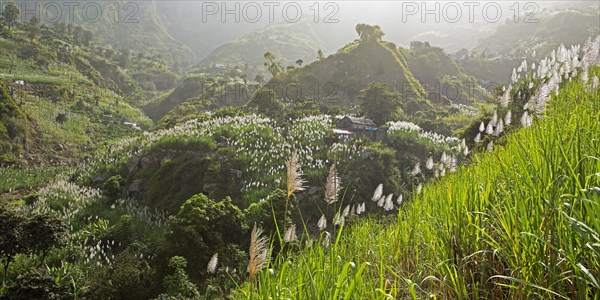 Sugar cane blossom in the Paul Valley