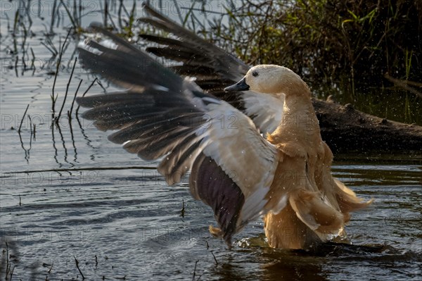 A ruddy shelduck