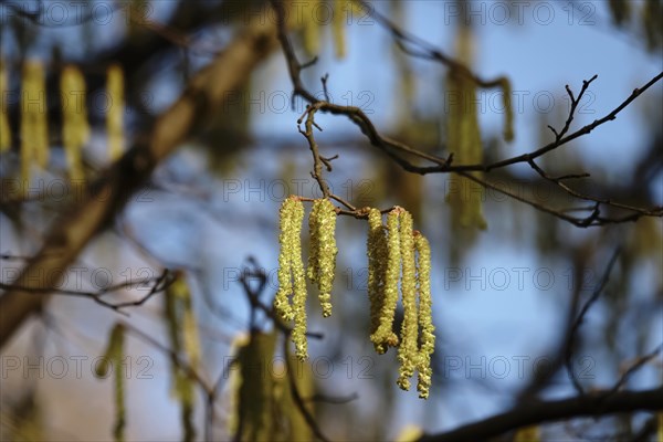 Hazelnut pollen