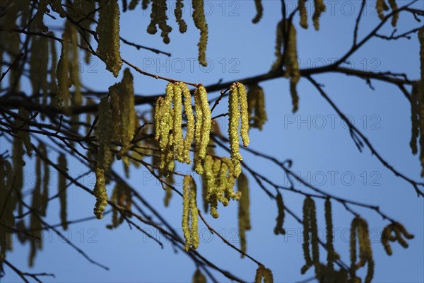 Hazelnut pollen