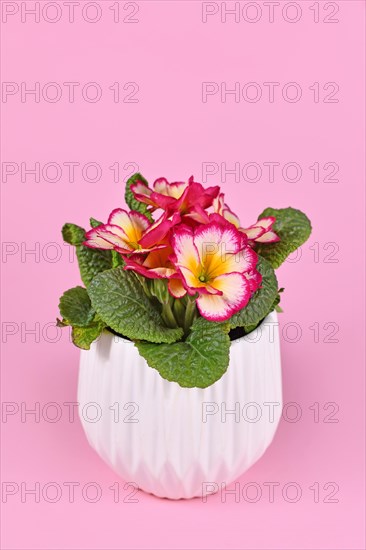 Potted 'Primula Acaulis Scentsation' primrose in white flower pot on pink background