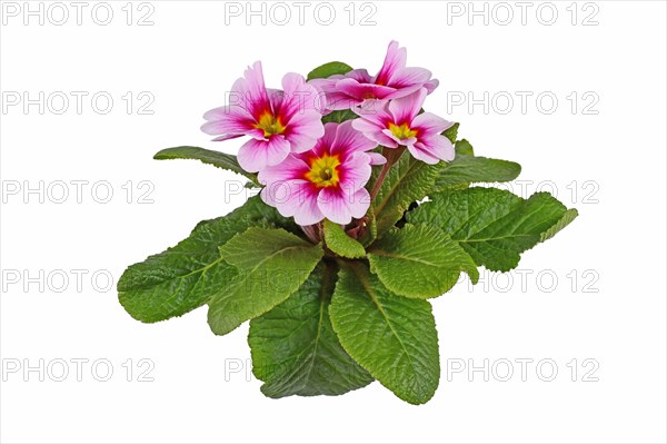 Pink and yellow primrose