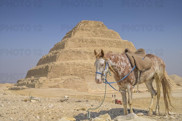 Horse waiting for tourists