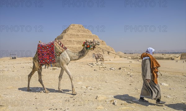 Camel as a mount for tourists