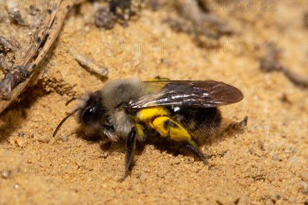 Willow sand bee with yellow pollen sitting on sand in front of brood hole left looking