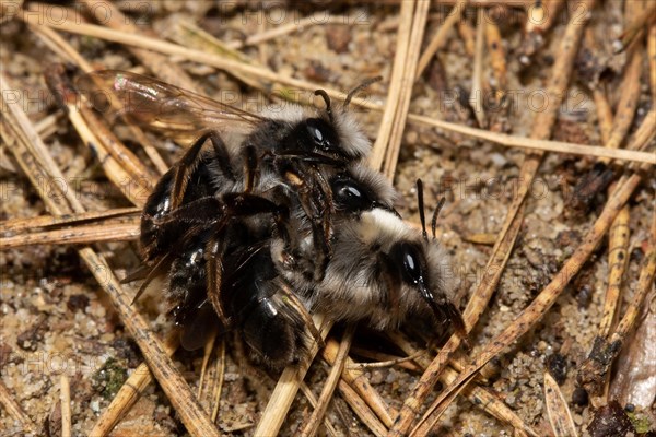 Willow sand bee three animals mating sitting on needle litter right sighted