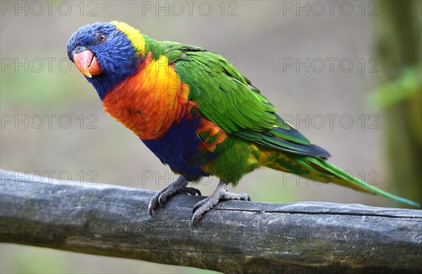 Coconut lorikeet