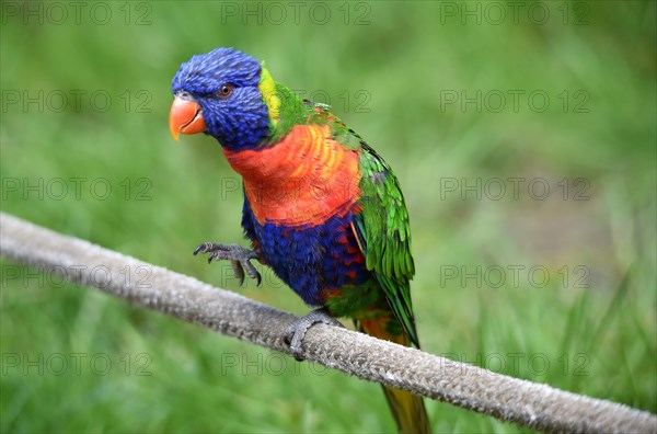 Coconut lorikeet