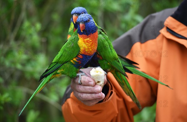 Coconut lorikeets