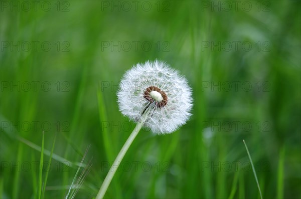 Common dandelion