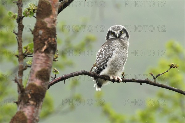 Northern hawk owl