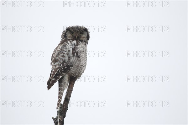 Northern hawk owl