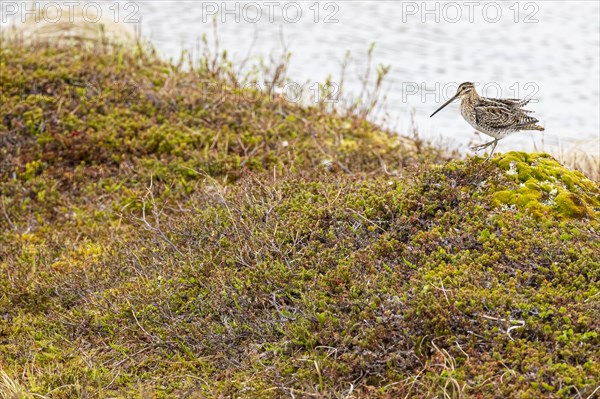 Common Snipe