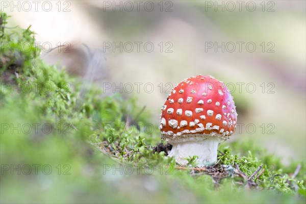 Fly agaric