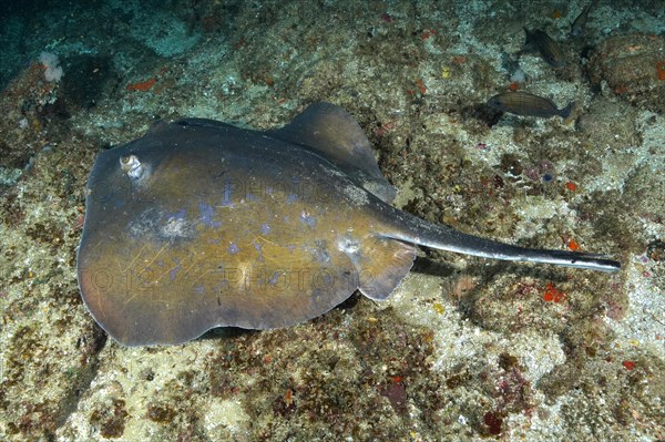 Blue stingray