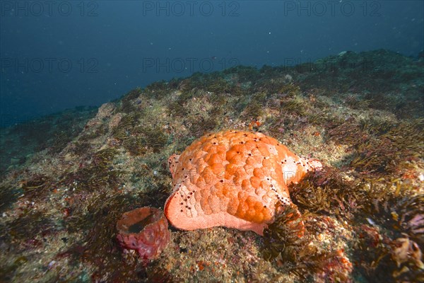 Spiked spiny cushion star