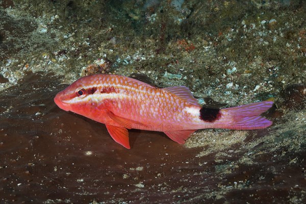 Two spot goatfish