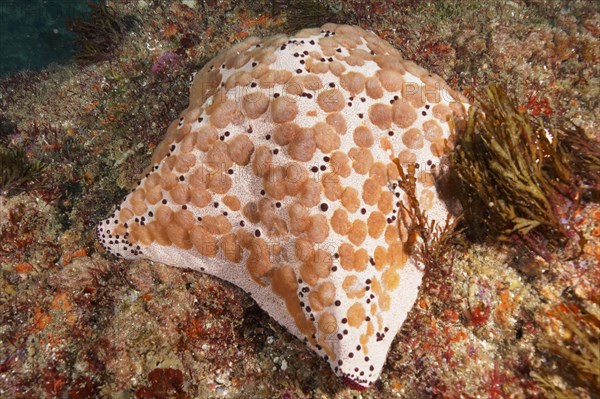 Spiked spiny cushion star
