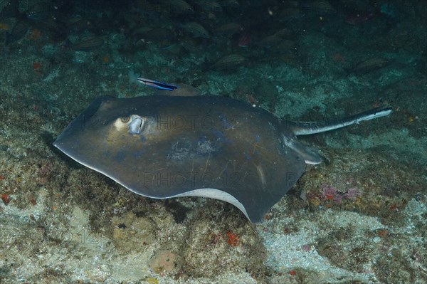 Blue stingray