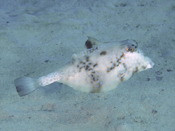 Pyramid Trunkfish