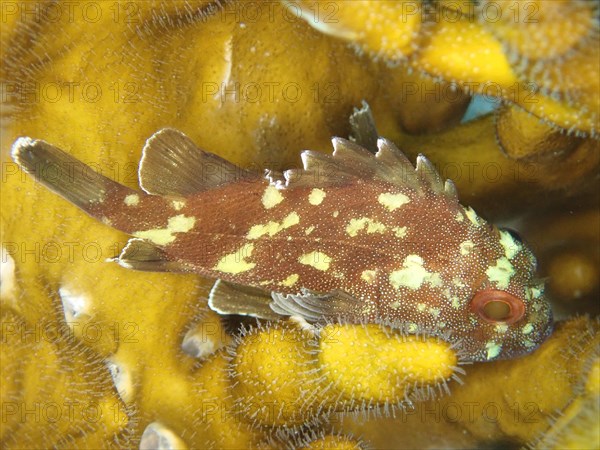 A yellow-spotted dragonhead