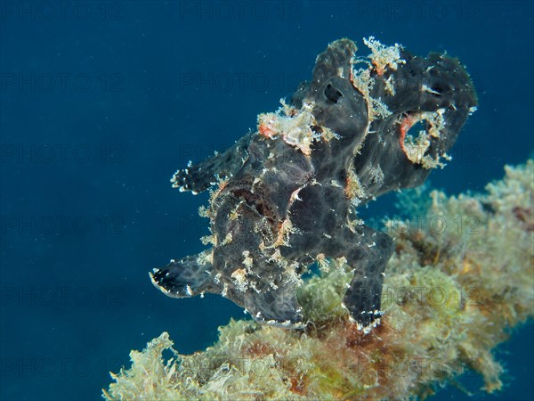 Giant frogfish