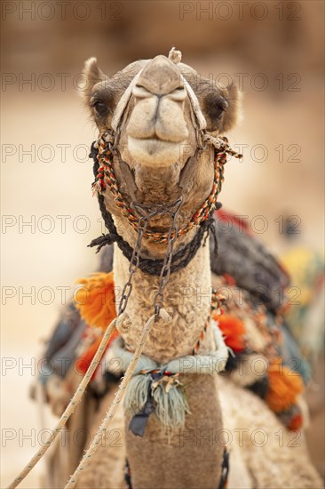 Camelid