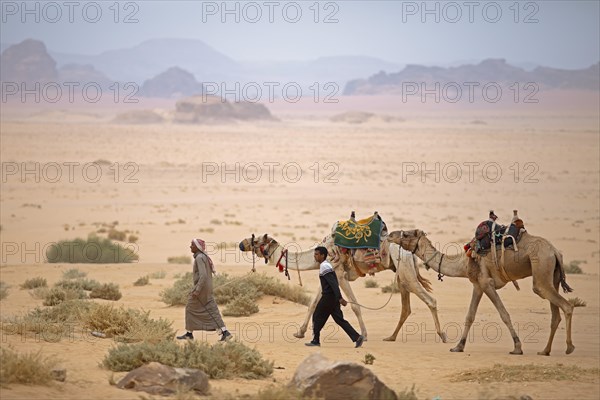 Jordanian Bedouins with camelid