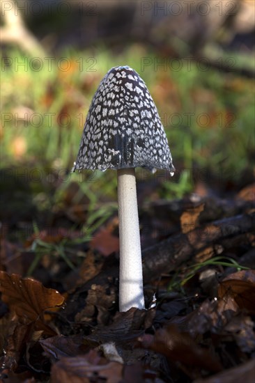 Coprinopsis picacea